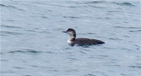 Great Northern Diver Mull 1