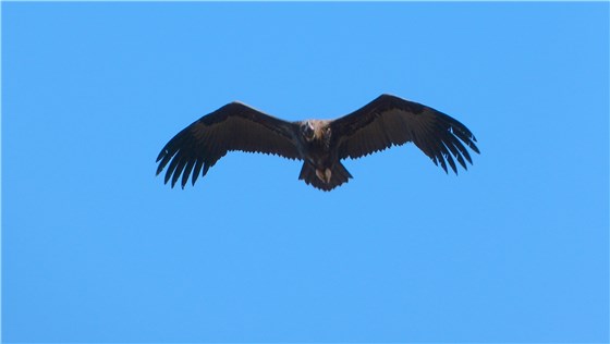 Black Vulture trim