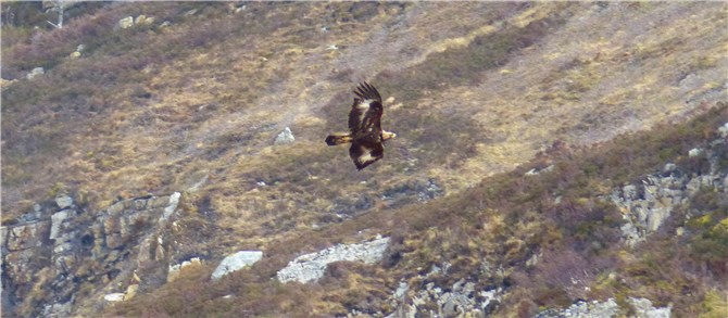 Golden Eagle May 2015 3