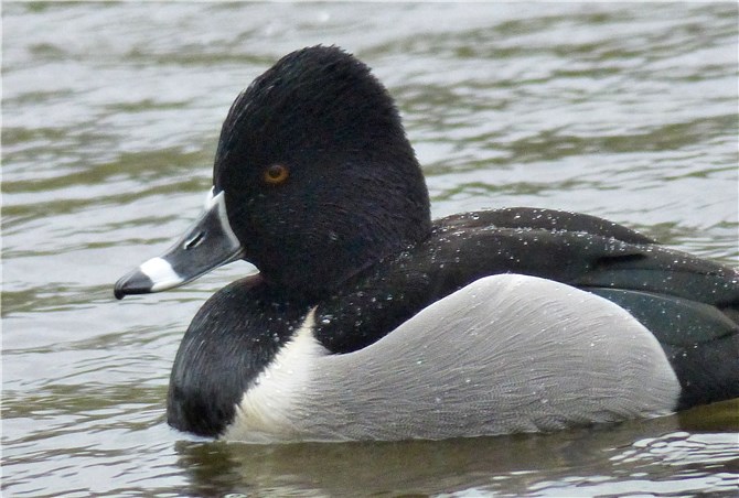 Ring necked Duck close up