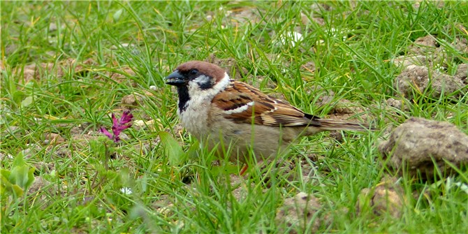 Tree Sparrow Bempton 1