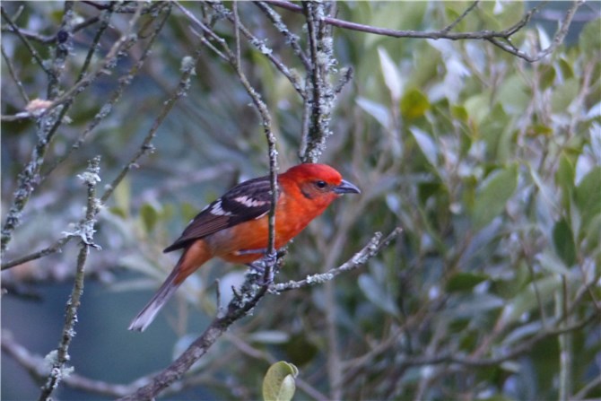 Flame coloured Tanager male
