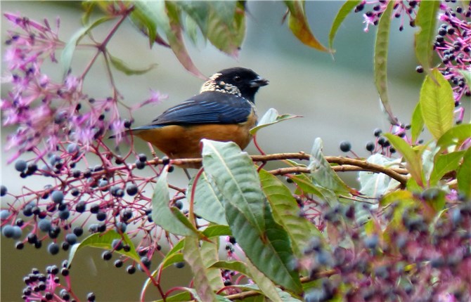 Spangled cheeked Tanager 2