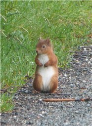 Red Squirrel Garten 1