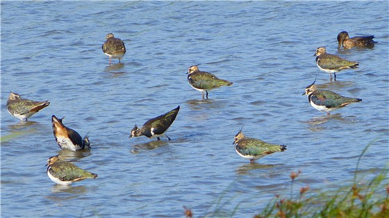 Lapwings on the Dee