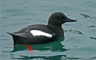 Birding on Anglesey and nearby February 2026