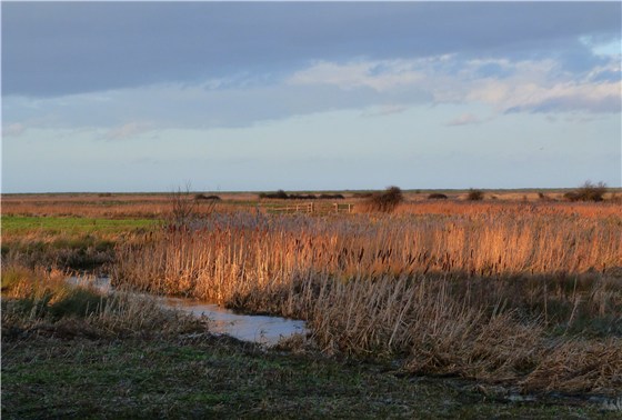 More Norfolk images guided birdwatching trip - Bird Watching Trips
