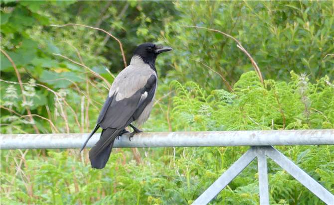 Scots Crows Scottish Highlands Birdwatching Trip Part Three The Isle of Skye - Bird ...