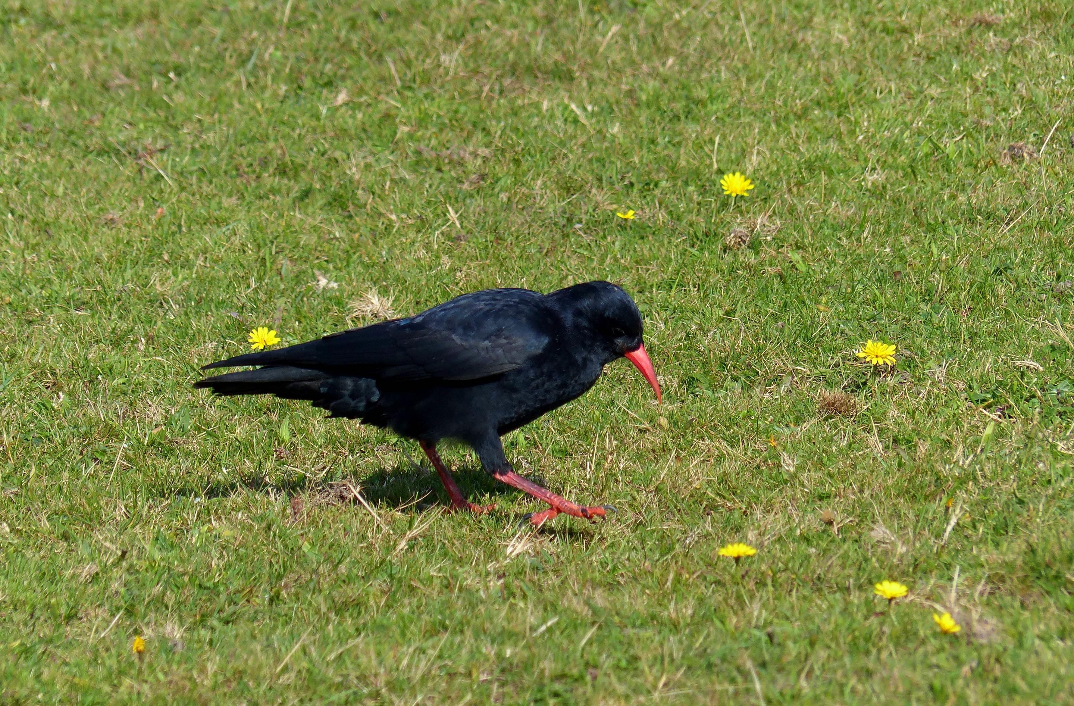A ton of birds on our BBC Wildlife Magazine North Wales Trip - Bird ...