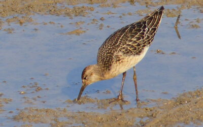 Sunny Day In North Wales 22 August 2025 Best Of North Wales Birdwatching Trips Tour