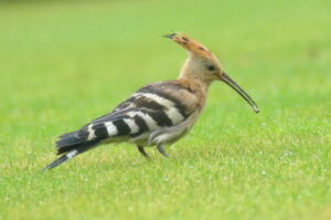 25 September 2026 Update Norfolk And a Hoopoe
