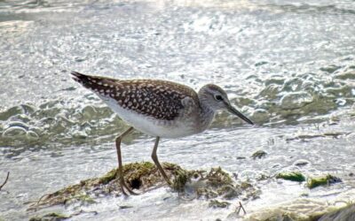 Wader Gives Us The Run Around North Wales 26 August 2025