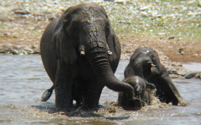 Namibia With Birdwatching Trips August 2025 A Wildlife Adventure