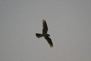 Epic Birdwatching in Khao Yai NP Thailand, Day 7, 27 January 2026