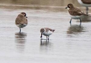 Spoon-billed Sandpiper Back of the net 21 January 2026