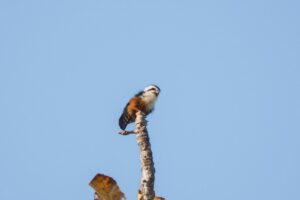 More amazing Doi Inthanon birding, Thailand, Day 11, 31 January 2026