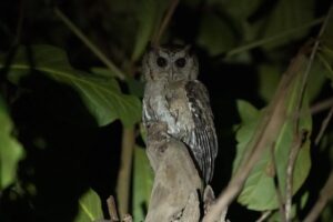 An amazing bird filled travel day in Thailand, Day 6, 26 January 2026