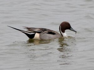 Remarkable birdwatching at RSPB Titchwell in Norfolk Day One