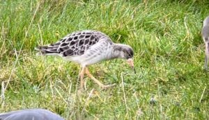 Wonderful birds on our second day in Norfolk