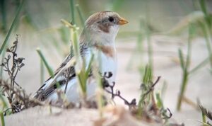 Buntings, harriers and more on the Norfolk coast, Day 4